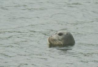 [A seal in Tama River]