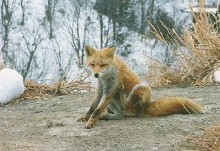[Fox in Hokkaido]