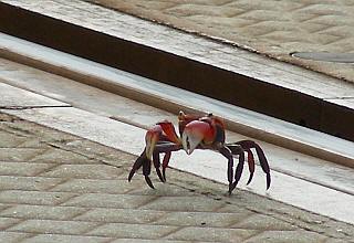 [A crab on the railroad]